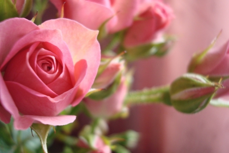 Roses - great, amazing, rose, pink