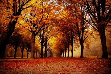 Golden Fall - trees, beautiful, orange, leaves, fall, path, autumn, mist, perspective, park