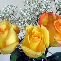 Yellow Roses - hdr