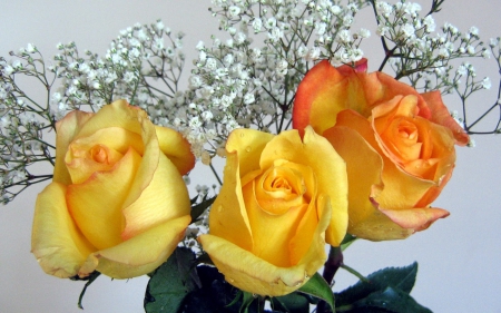 Yellow Roses - hdr - roses, abstract, yellow roses, yellow, photography, hdr