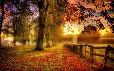 Serene Sunset - leaves, colors of fall, autumn, sunset