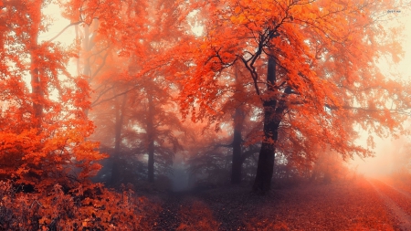 Foggy Forest - Forest, Autumn, Leaves, Foggy