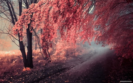 Fantasy Fall Forest - Forest, Autumn, Leaves, Fall