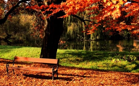 Bench in Autumn Park - hdr - trees, nature, autumn, benches, parks