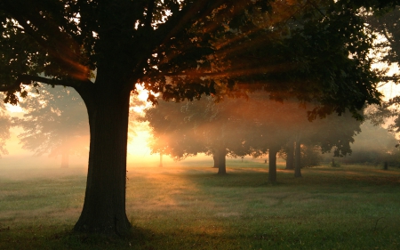 Misty Morning Sunrise - morning, sunrise, trees, misty