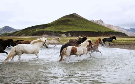 Horses crossing River - Hill, River, Nature, Horses