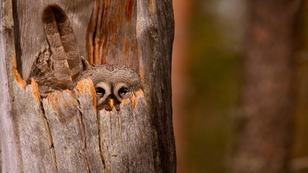 Owl - tree, owl, bird, storage