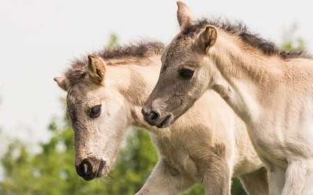 Two horses - horses, two, white horses, animals, foals