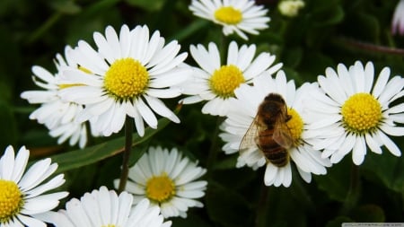 daisy bee - flower, bee, insect, daisy