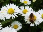 daisy bee