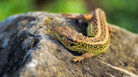 lizard sunbathing - rock, lizard, reptile, sunbathing