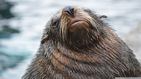 sea lion - wet, seal, lion, sea