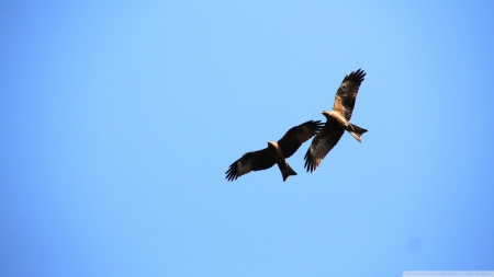 birds of prey - sky, prey, bird, blue