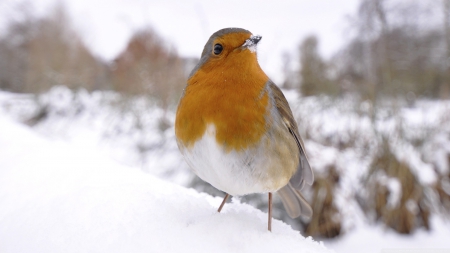 robin in snow - snow, bird, robin, white