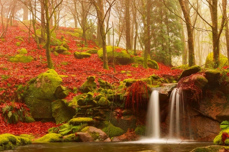 Forest stream - calm, trees, beautiful, stream, forest, lovely, leaves, fall, nature, waterfall, autumn, serenity, foliage