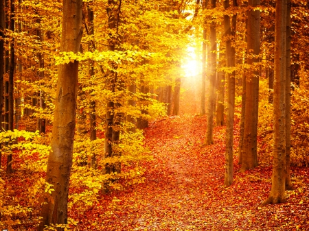 Golden autumn rays - rays, autumn, dazzling, sunlight, trees, slow, colorful, shine, path, foliage, nature, fall, forest, leaves, golden