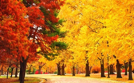 Autumn Parks - attractions in dreams, creative pre-made, parks, leaves, autumn beauty, stunning, St Louis, landscapes, roads, trees, beautiful, photography, Tower Grove Park, fall, nature, autumn, places, love four seasons