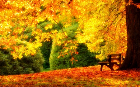 Autumn Forest - autumn, trees, park, bench, nature, forest, walk, leaves, hdr, grass