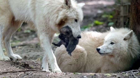 Proud Parents - wolf, predators, pup, arctic, wolves