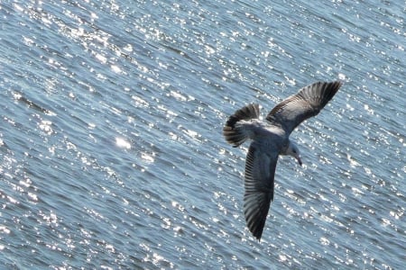 Flying Seagull - bird, animal, water, fly, seagull, sea