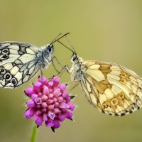 Butterflies on the flowers