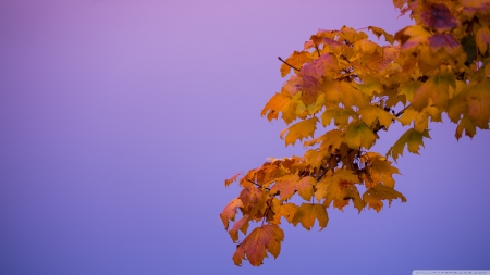 Leaves - twigs, branch, fog, HD, forest, leaves, tree, fall, nature, autumn, mist, seasons, leaf, wallpaper