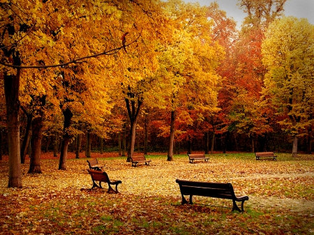 Autumn Park - benches, fall, leaves, trees, park, autumn