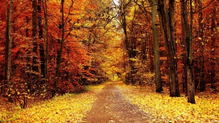 Autumn Forest Road