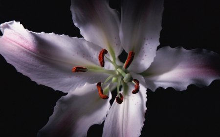 White Flower - white, one, flower, beautiful