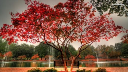 Beautiful Tree in Autumn Park - landscapes, trees, parks, autumn