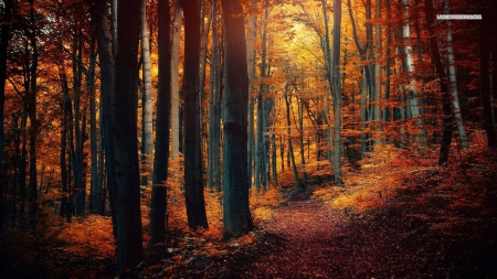 Path in Sunlit Autumn Forest - nature, autumn, forests, trees, sunlight, path