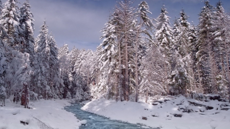 Frozen River in Winter Forest - nature, trees, forests, snow, winter, rivers