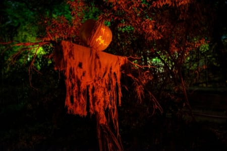 Halloween Scarecrow - fall, scarecrow, halloween, tree, jack o lantern, pumpkin, autumn