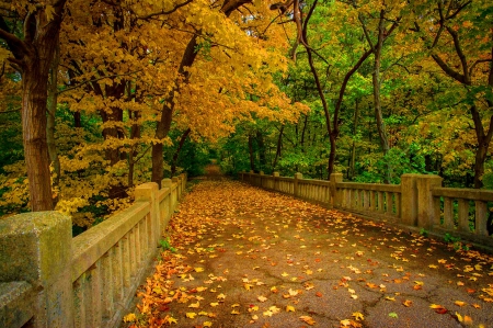 Park Bridge - autumn, fall, trees, forest, park, leaves, bridge