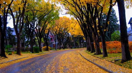 Autumn - fall, trees, nature, autumn, road, autumn splendor, houses, leaves