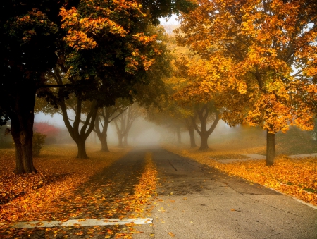 Autumn - fall, trees, nature, autumn, mist, road, autumn splendor, leaves