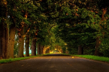 Autumn - autumn, trees, autumn splendor, road, nature, fall, woods, forest, leaves