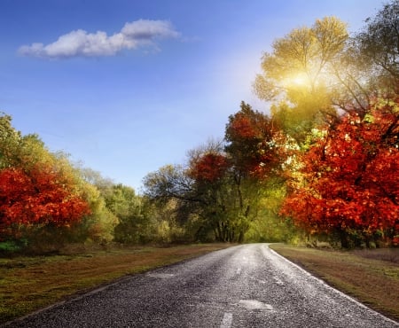 * Autumn forest * - trees, nature, autumn, road, sky