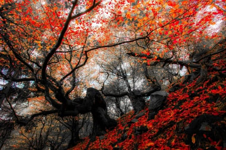 * Autumn forest *