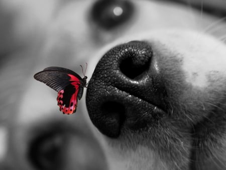 What the hell are you doing on my nose - butterfly, dog, red, funny