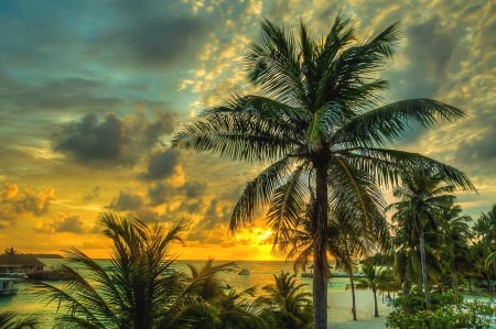 Golden moments in patradise - palms, green, beach, golden