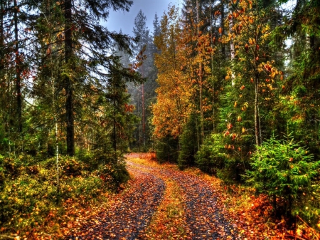 Gorgeous Autumn - sky, autumn, trees, park, leaves, road