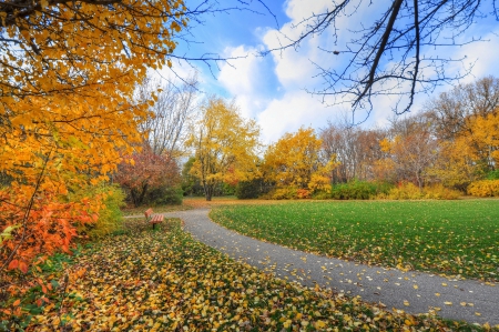 * Autumn forest * - fall, trees, nature, autumn