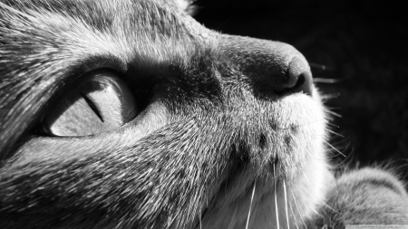 cat closeup - face, cat, feline, portrait