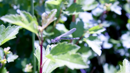 dragonfly - leaf, insect, plant, dragonfly