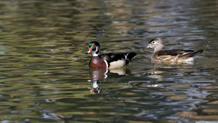 ducks - bird, duck, lake, water