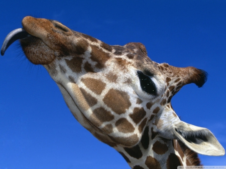 cheeky giraffe - cheeky, giraffe, tongue, head