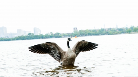 goose - wings, water, bird, goose