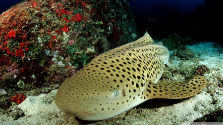 leopard shark - skark, rock, ocean, leopard