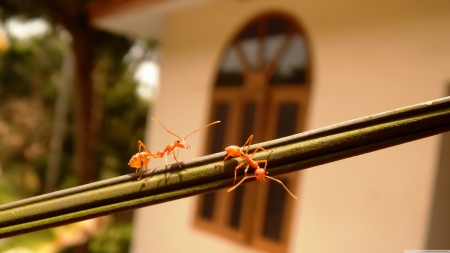 termites - house, insect, rod, termite